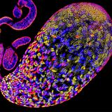 Der einer Fruchtfliege. Die eingefärbten Spermatiden – Vorläufer funktionstüchtiger Spermien – liefern einen Einblick in die Evolution von Drosophila. Im Fokus der Forschung steht das Overdrive-Gen. Es veranlasst die Zerstörung schlechter Spermien, kann sich aber auch gegen gute wenden: Egoistische Chromosomen nutzen es, um Konkurrenten anzugreifen. Indem sie die Entwicklung von Spermien mit anderen Erbanlagen unterbinden, erhöhen sie ihre Chancen, selbst an die nächste Generation weitergegeben zu werden. Ob beim Menschen ein ähnlicher Mechanismus existiert, ist noch nicht bekannt  KW 12