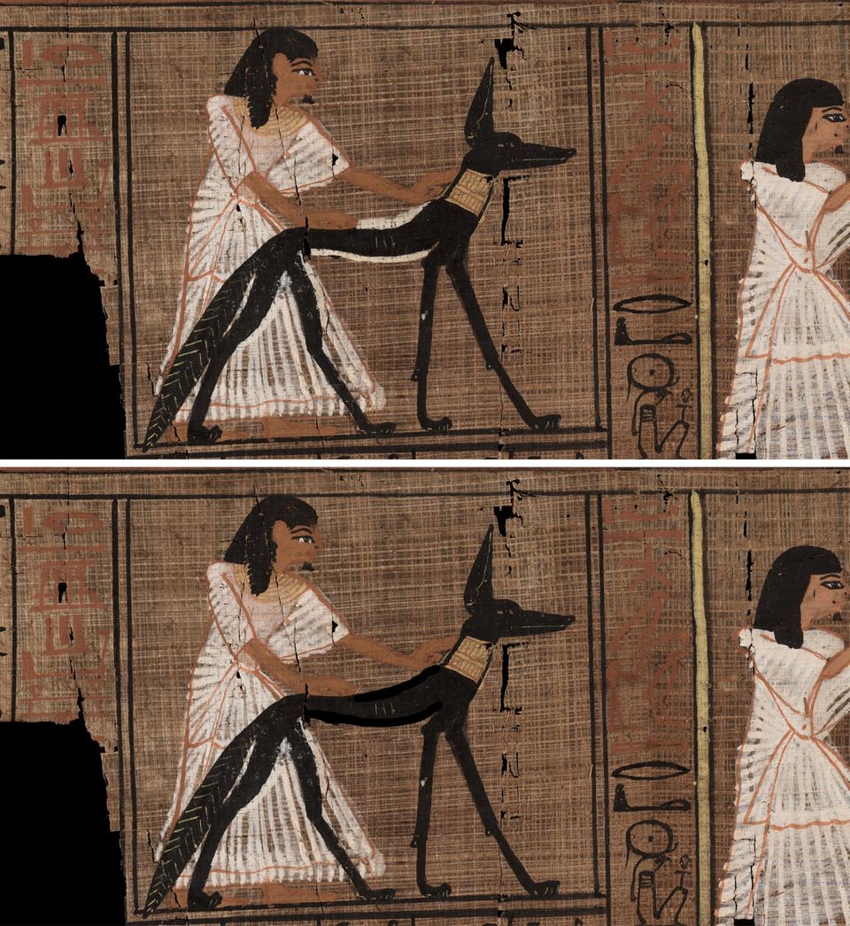 Schakal mit weißen Korrekturstrichen und ohne