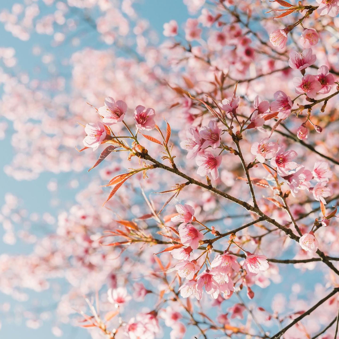 Naturquiz: Testen Sie Ihr Wissen zu Flora und Fauna