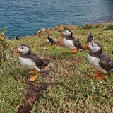 Naturreservat Skomer Island mit Papageientaucherkolonie