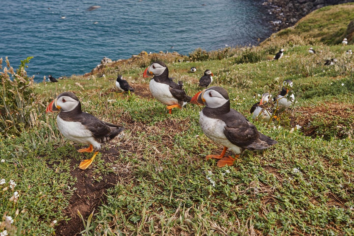 Naturreservat Skomer Island mit Papageientaucherkolonie