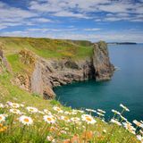 Frühlingsblumen in Lydstep mit Caldey Island im Hintergrund