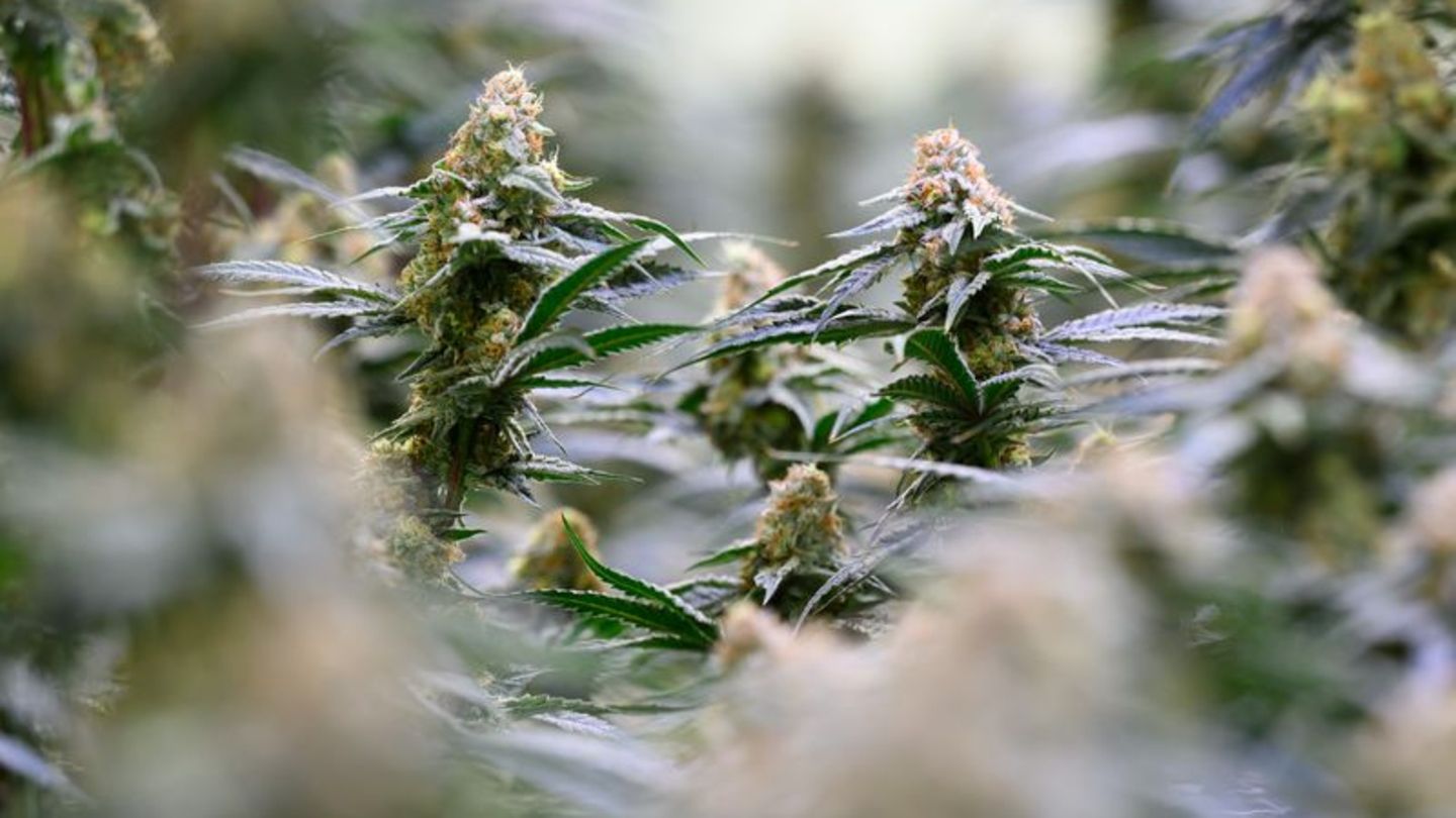 Die Bundesregierung will dem Missbrauch von medizinischem Cannabis entgegenwirken. Foto: Hendrik Schmidt/dpa