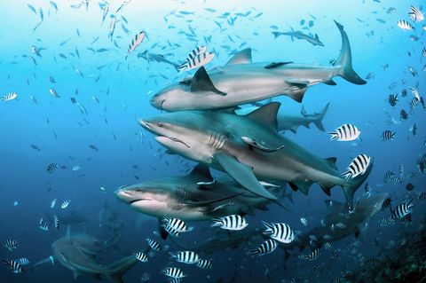 Group of bull sharks at Beqa Lagoon in Fiji
