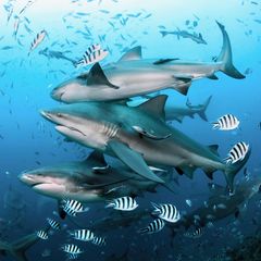 Group of bull sharks at Beqa Lagoon in Fiji