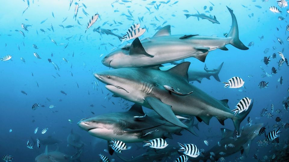 Group of bull sharks at Beqa Lagoon in Fiji