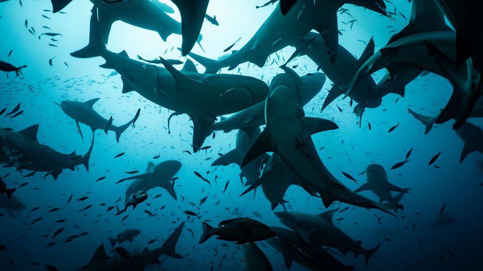 Im Shark Reef Marine Reserve auf Fidschi wird Hai-Ökotourismus betrieben