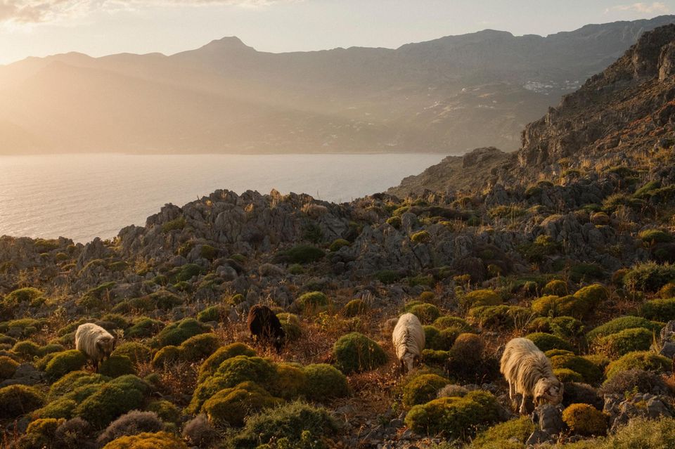 Schafe und Ziegen auf Kreta