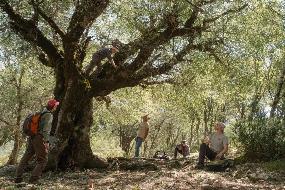 Kretas größte Zelkove