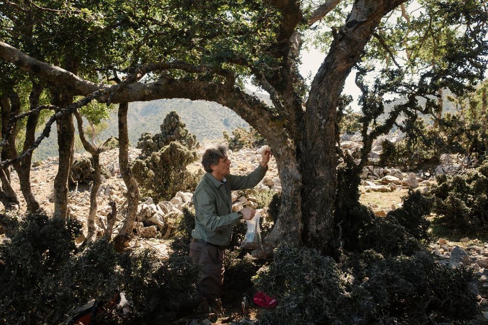 Milbenexperte Dariusz Gwiazdowicz sammelt Rinde mit Moosen und Flechten von einer Zelkove