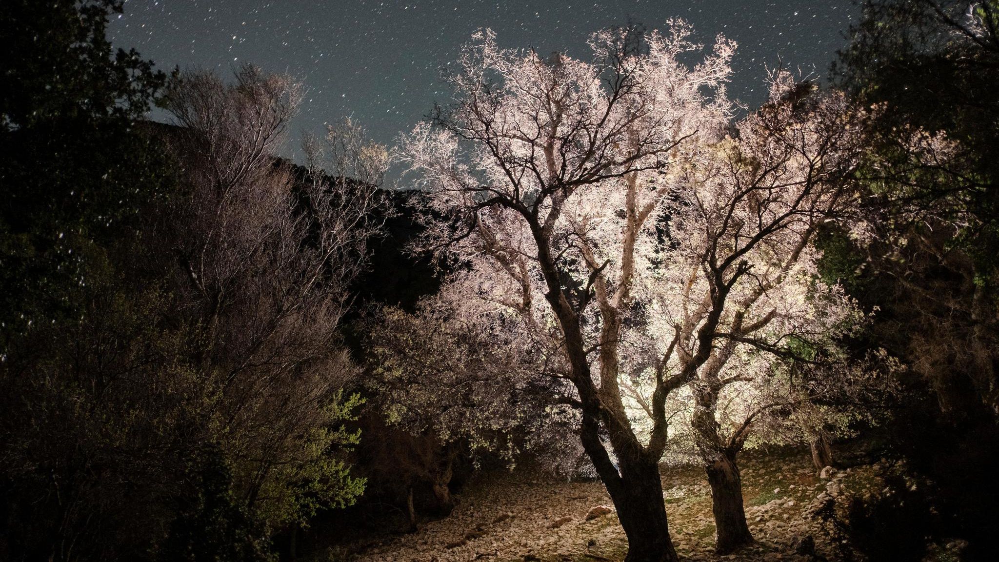 Zwei Kretische Zelkoven vor dem Nachthimmel