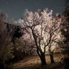 Zwei Kretische Zelkoven vor dem Nachthimmel