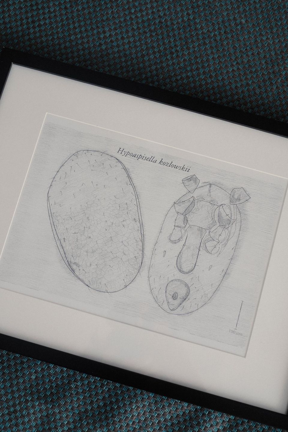 wissenschaftliche Zeichnung für die Erstbeschreibung einer Raubmilbe