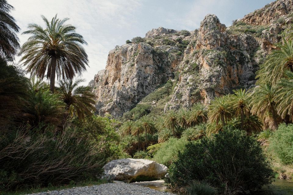 Kretische Dattelpalme