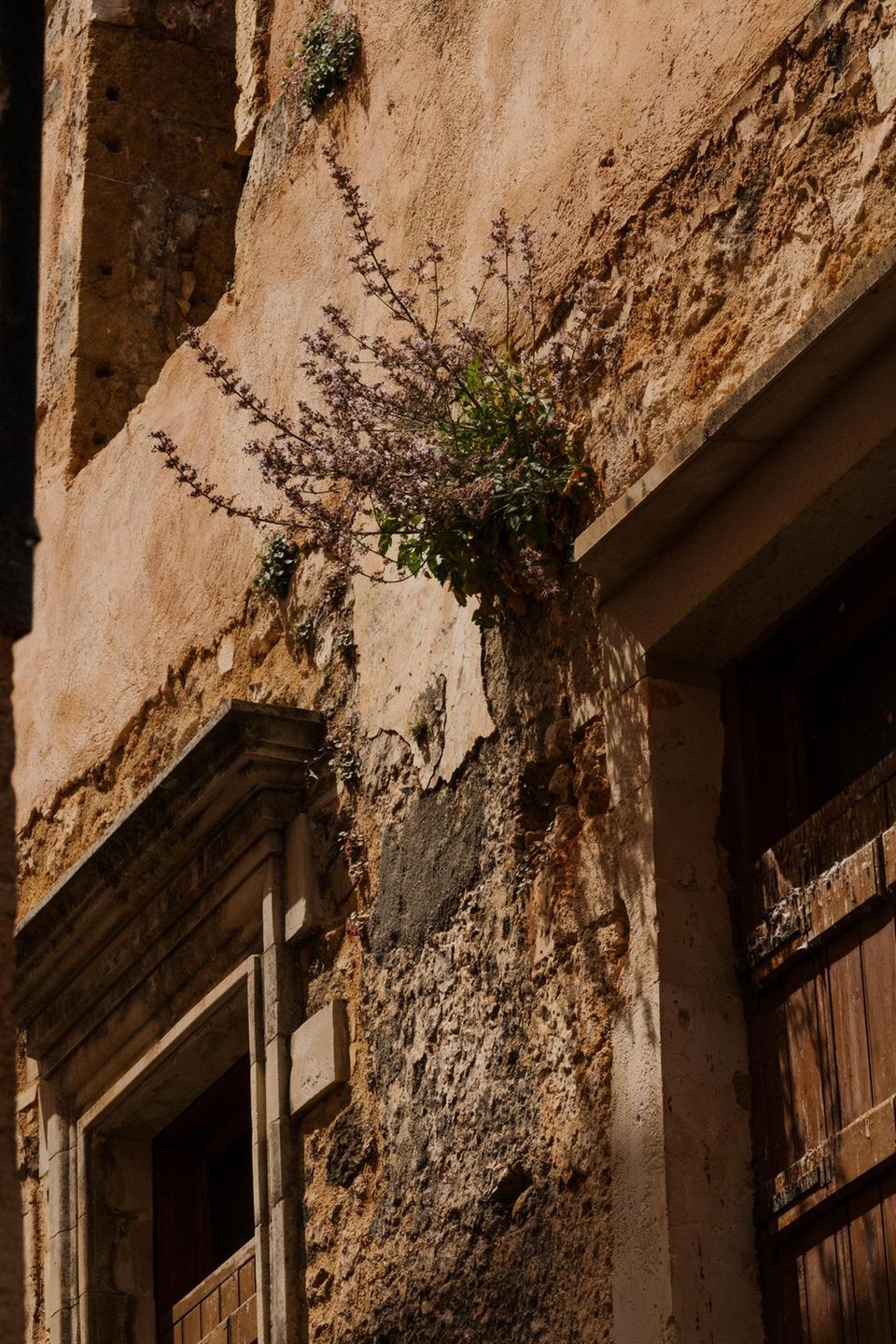 Kretische Rutenglockenblume