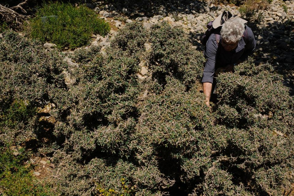 Giuseppe Garfì sammelt Blätter für Genanalysen