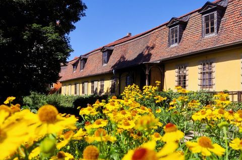 Gelbe Blumen vor Goethes Wohnhaus