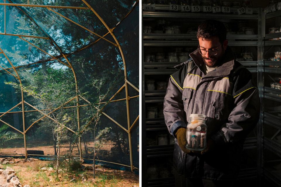 Das Mediterranean Agronomic Institute of Chania (MAICh) dient dem Erhalt bedrohter und endemischer Arten Kretas. In seinem botanischen Garten verbreiten sich Klone einer Zelkove. In einer Kühlkammer des Instituts zeigt Mitarbeiter Michalis Choreftakis die dort lagernden Zelkoven-Samen (r.)