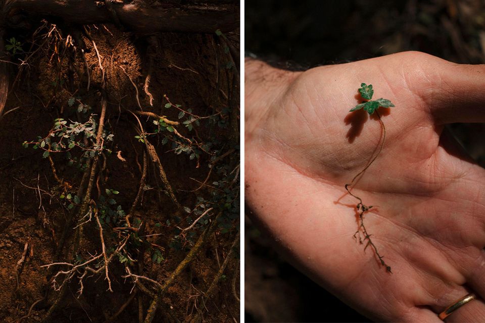 An ihren Wurzeln bildet die Zelkove Klone ihrer selbst. Diese können die Mutterpflanze mit Nährstoffen versorgen: eine nützliche Strategie in schweren Zeiten. Echter Nachwuchs hingegenist selten. Er keimt aus befruchteten Samen und hat daher eigene Wurzeln   