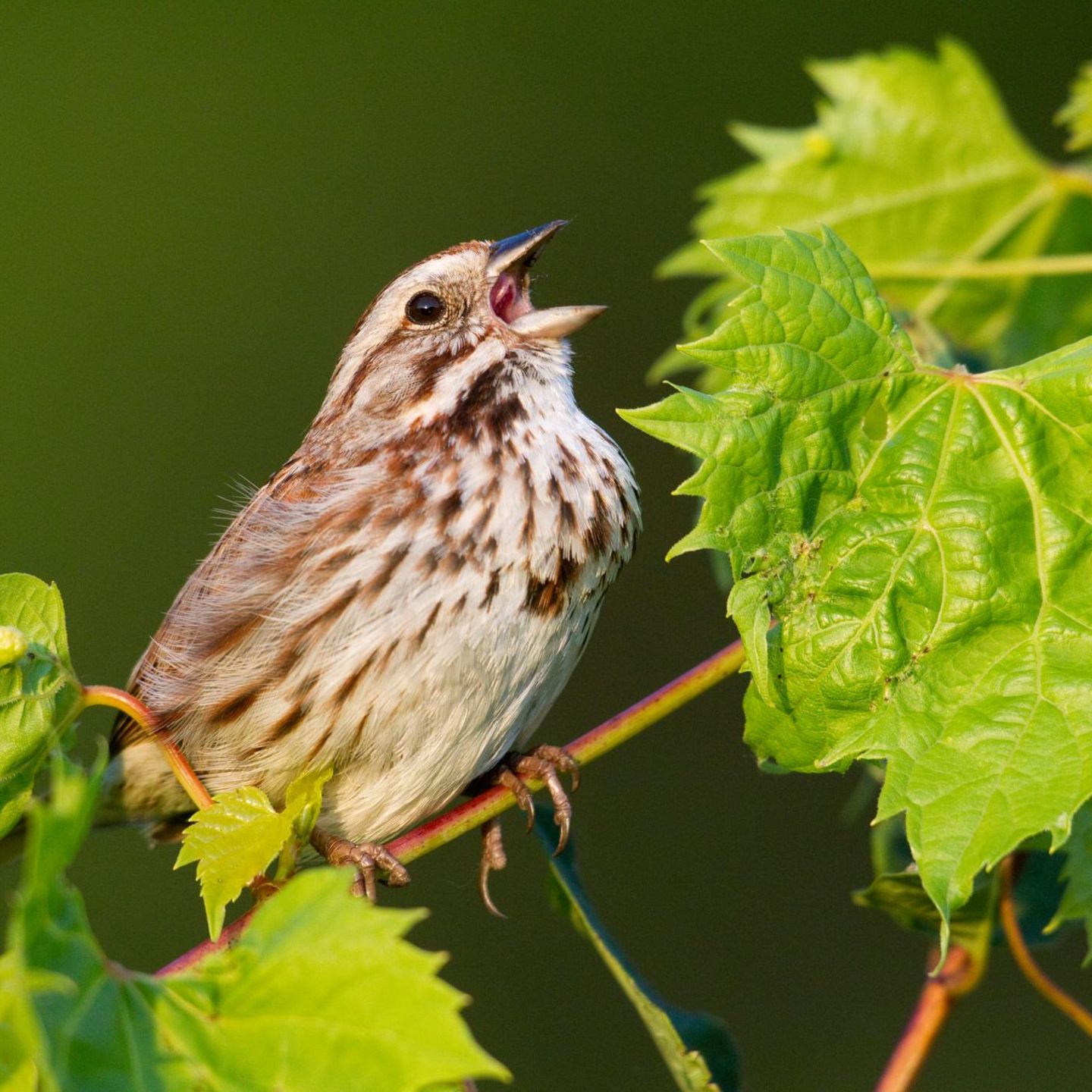 Der melodiöse und komplexe Gesang der nordamerikanischen Singammer (Melospiza melodia) dient dazu, das Revier zu markieren und Weibchen von sich zu überzeugen