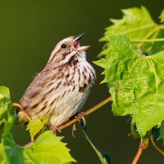 Der melodiöse und komplexe Gesang der nordamerikanischen Singammer (Melospiza melodia) dient dazu, das Revier zu markieren und Weibchen von sich zu überzeugen