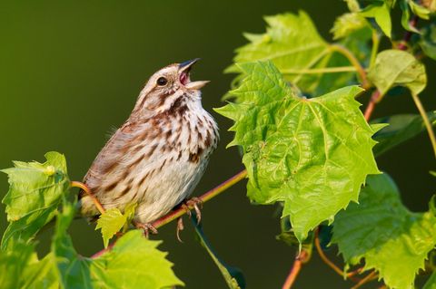 Der melodiöse und komplexe Gesang der nordamerikanischen Singammer (Melospiza melodia) dient dazu, das Revier zu markieren und Weibchen von sich zu überzeugen