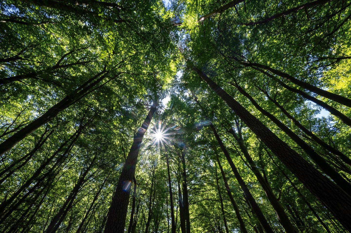 Mischwald in Brandenburg