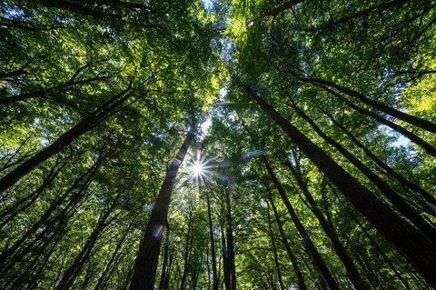 Mischwald in Brandenburg