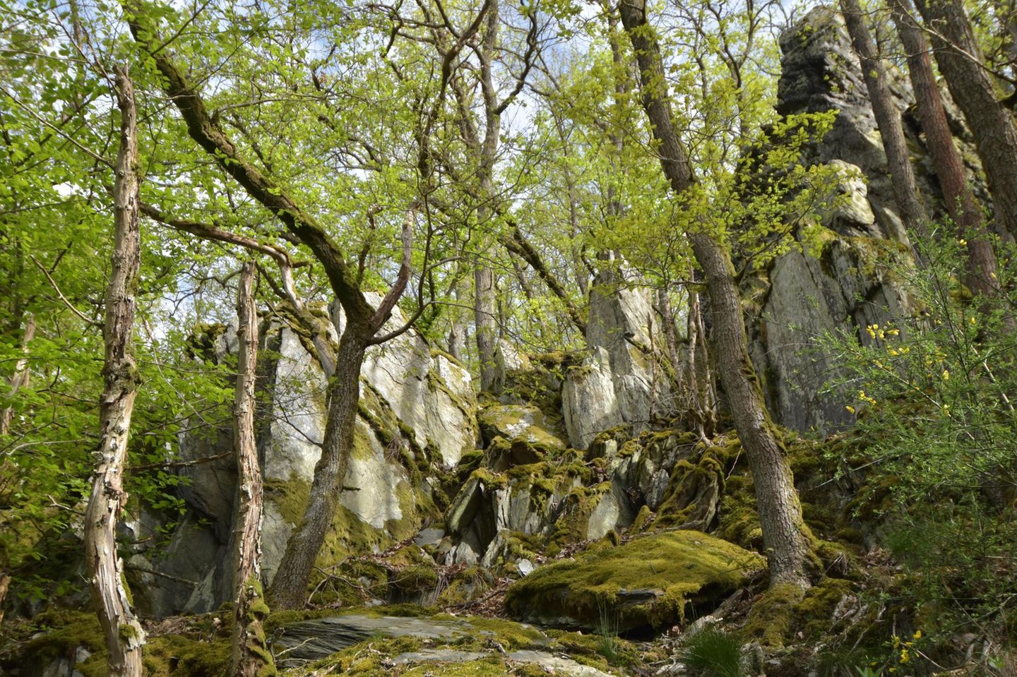 Felsen und Bäume in der Altlayer Schweiz