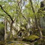 Felsen und Bäume in der Altlayer Schweiz