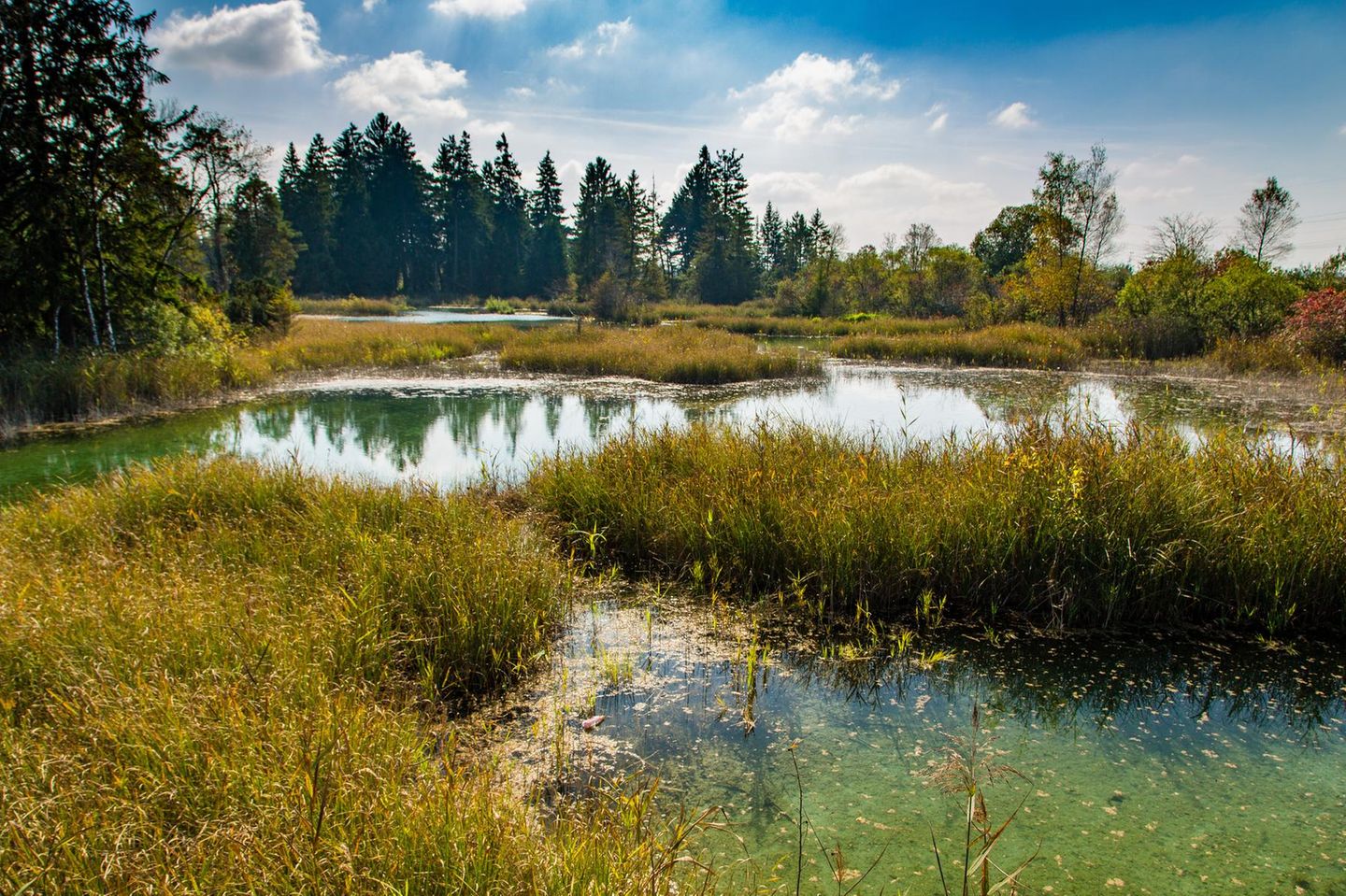 Quellseen im Wurzacher Ried, umgeben von Pflanzen und Bäumen im Hintergrund
