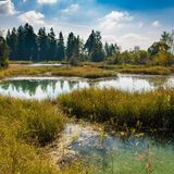 Quellseen im Wurzacher Ried, umgeben von Pflanzen und Bäumen im Hintergrund