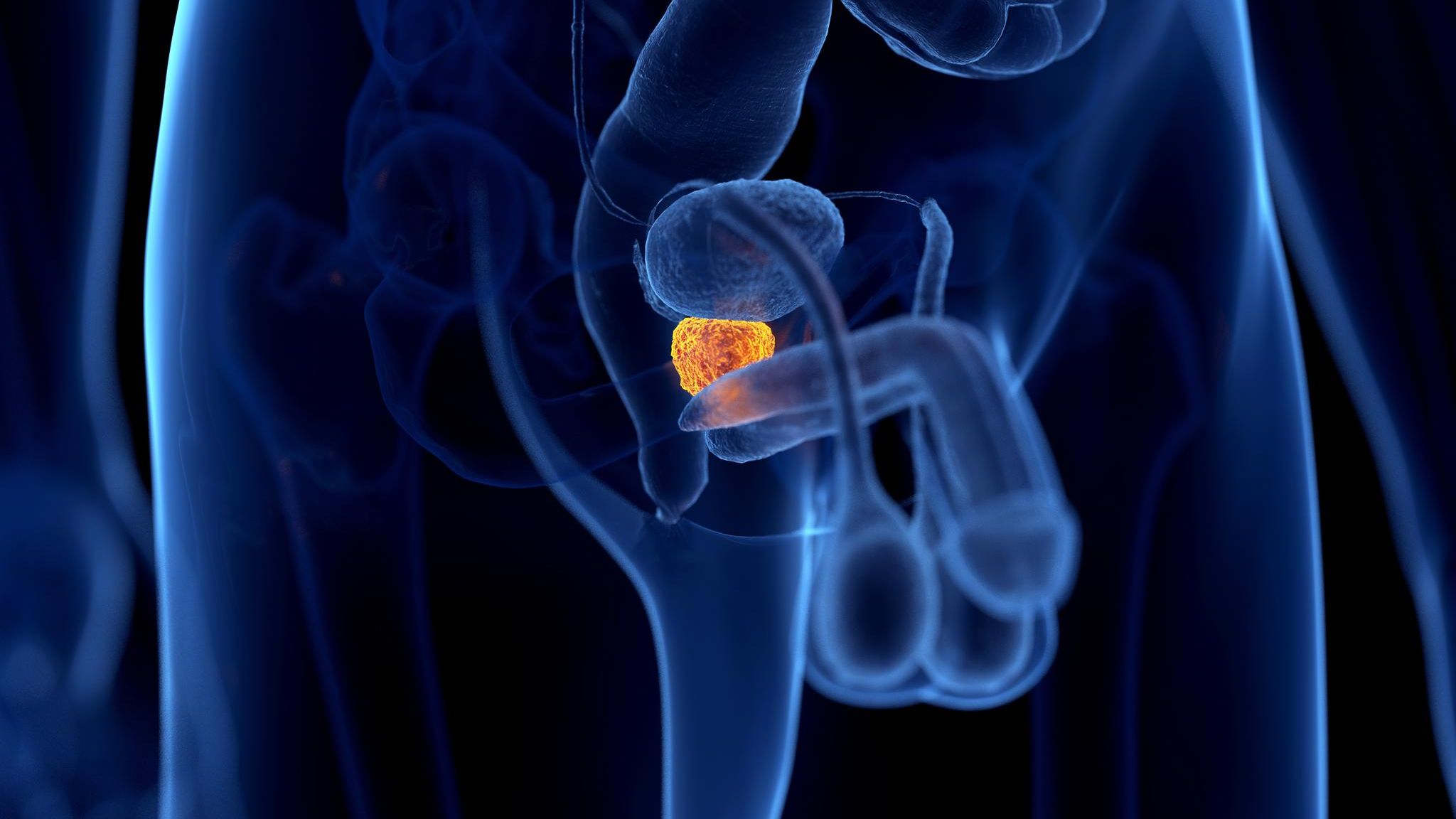 Menschliche Prostata