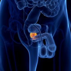 Menschliche Prostata