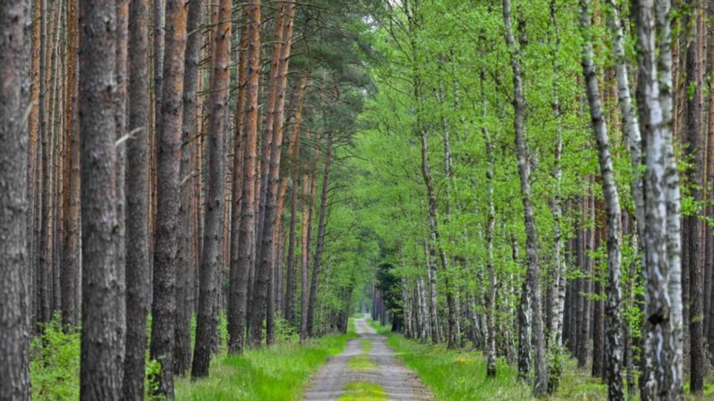 Wo Kiefern auf Birken treffen: Diese Allee verläuft im Wald bei Jacobsdorf in Brandenburg. (Archivfoto) Foto: Patrick Pleul/dpa