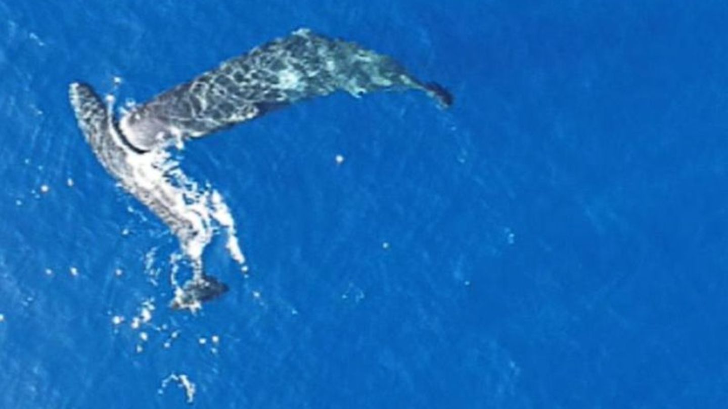 Ein junger Pottwal rammt einen anderen seitlich mit dem Kopf. Foto: -/Association Tursiops/dpa