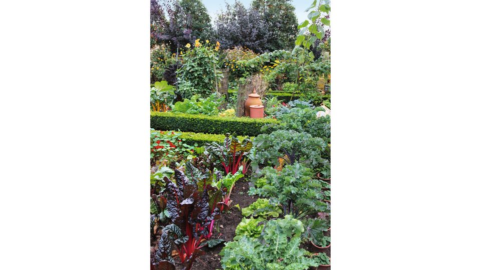Buchshecken gliedern den Gemüsegarten in Wege und Beete. Feuerbohnen, bunter Mangold und Krauskohl sowie blühende Pflanzen bringen Farbe ins Spiel
