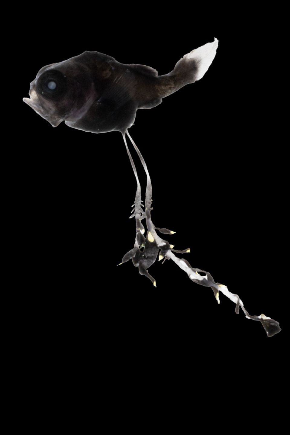 Schnabelfisch (gibberichthys pumilus)