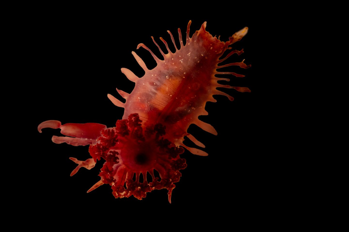 Nicht identifizierte Seegurke (Holothuroidea)