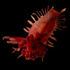 Nicht identifizierte Seegurke (Holothuroidea)