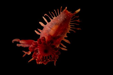 Nicht identifizierte Seegurke (Holothuroidea)