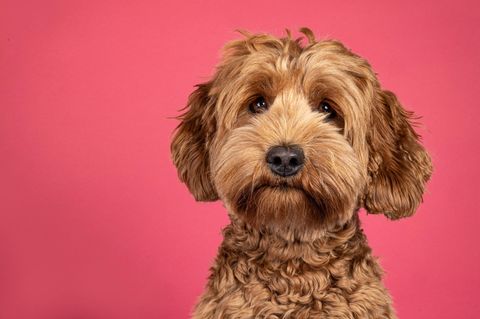 Niedliches Labradoodle Portrait vor pinken Hintergrund