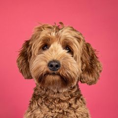 Niedliches Labradoodle Portrait vor pinken Hintergrund