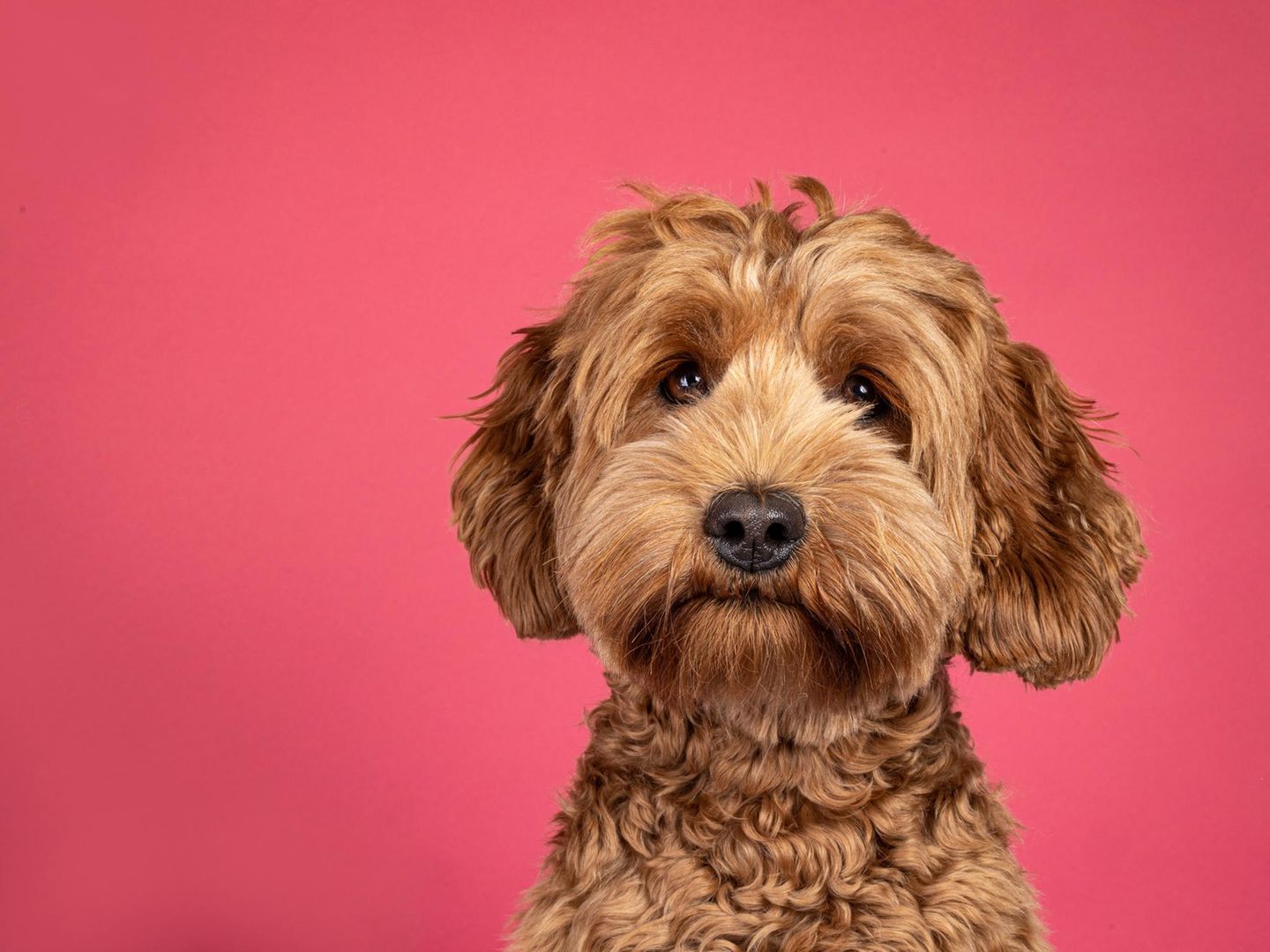 Niedliches Labradoodle Portrait vor pinken Hintergrund