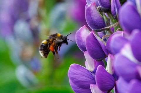 Hummel in den Blumen