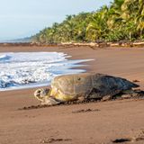 Grüne Meeresschildkröte am Strand, im Hintergrund Gischt und Palmen