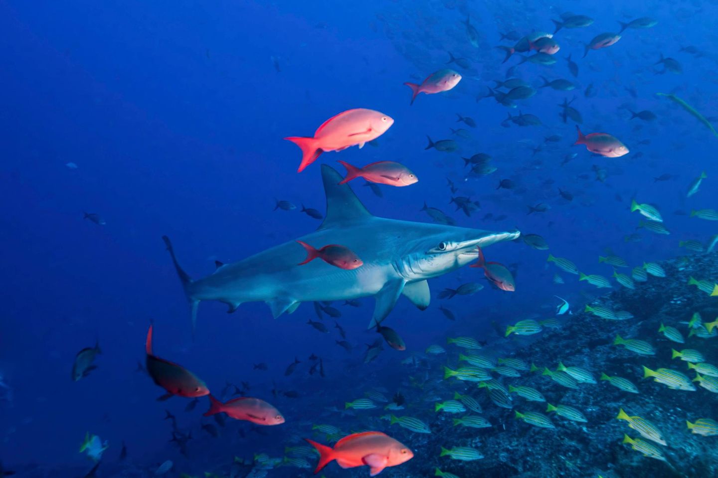 Bogenstirn-Hammerhai zwischen Fischschwärmen