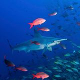 Bogenstirn-Hammerhai zwischen Fischschwärmen