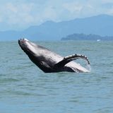 Buckelwal springt aus dem Wasser