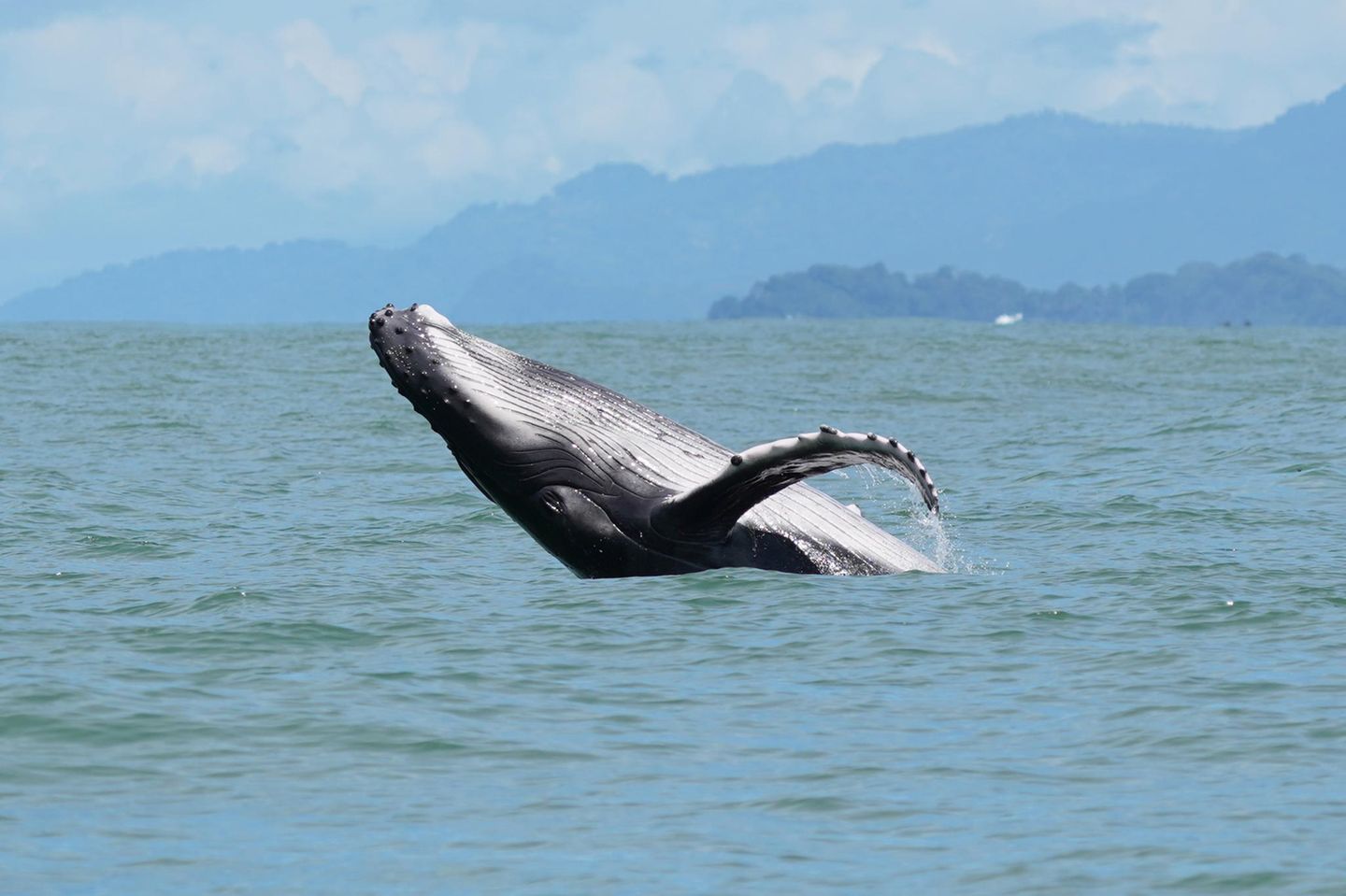 Buckelwal springt aus dem Wasser